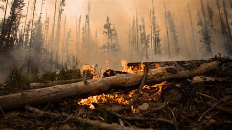 Pine Beetle Ravaged Forests Fuelled 2018 Bc Wildfires Researchers