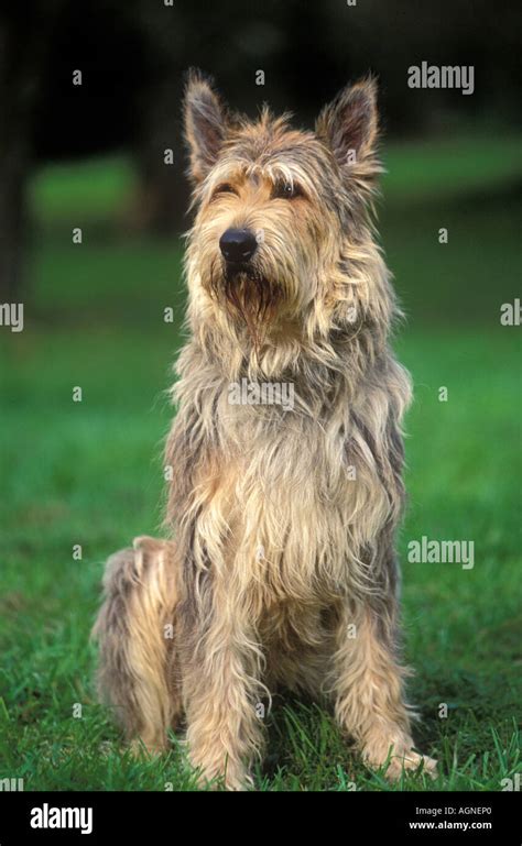 Picardy Shepherd Berger Picard Labat Rouquette Vwpics Com Stock Photo