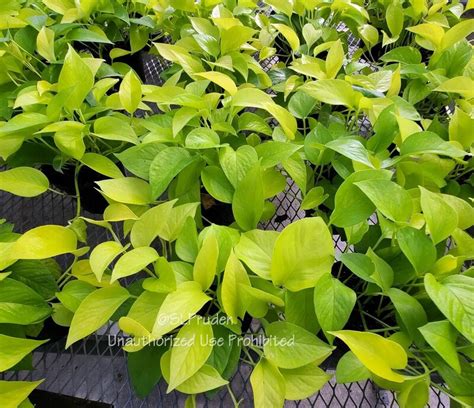 Plantfiles Pictures Epipremnum Centipede Tonga Vine Devil S Ivy