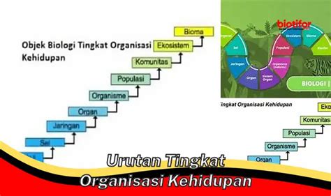 Urutan Tingkat Organisasi Kehidupan Memahami Hierarki Kehidupan Biotifor
