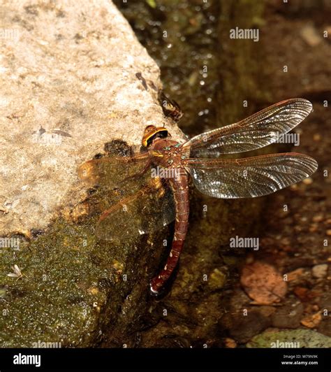 Brown Hawker Dragonfly Stock Photo Alamy