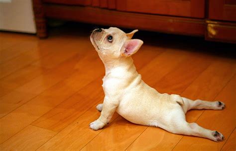 These 25 Animals Will Teach You How To Do Yoga | Bored Panda