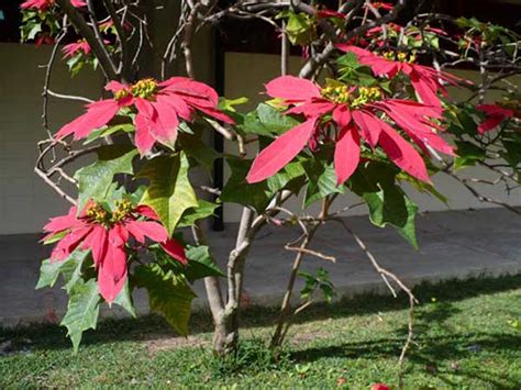 Découvrir 48 kuva flor vermelha para o natal Thptnganamst edu vn