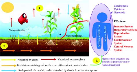 Harmful Effects Of Pesticides On Human Health