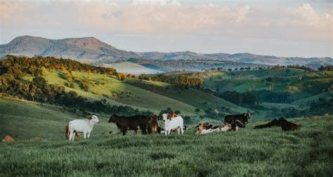 9 Best Practices In Pasture Management For Cattle To Maximizing