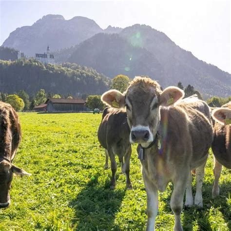 Kombihaltung erhalten Grüne im Oberallgäu unterstützen Landwirte em 2024