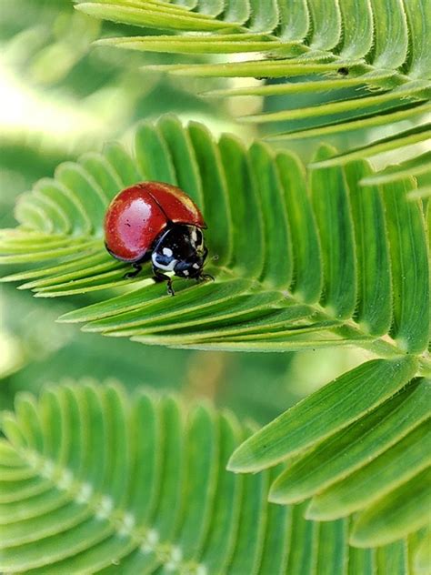 딱정벌레 곤충 Pixabay의 무료 사진 Pixabay