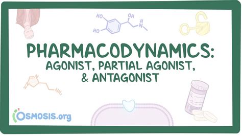 Pharmacodynamics: Agonist, partial agonist and antagonist | Osmosis