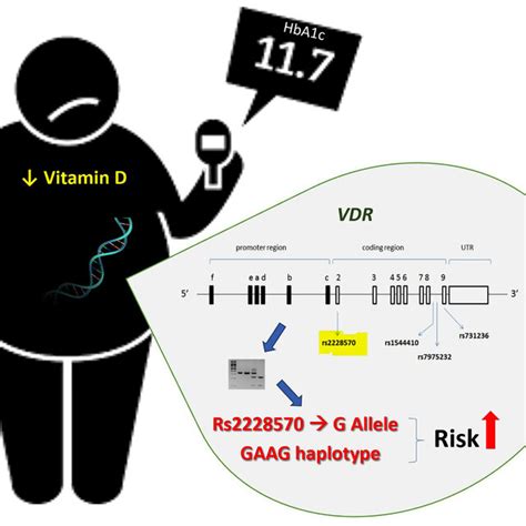 Graphical Schematic Summarizing A Tentative Role Of Genetic Variations