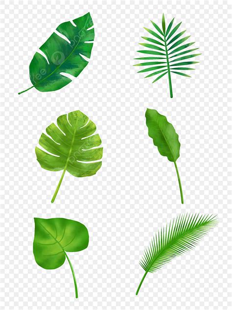 Tropical Palm Leaf PNG Picture Commercial Hand Painted Watercolor Wind