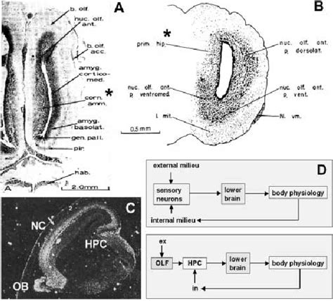 Evolution Of The Hippocampus From A Sensory Epithelium A Section Download Scientific Diagram