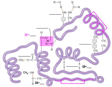 Protein Tertiary Structure Bonds