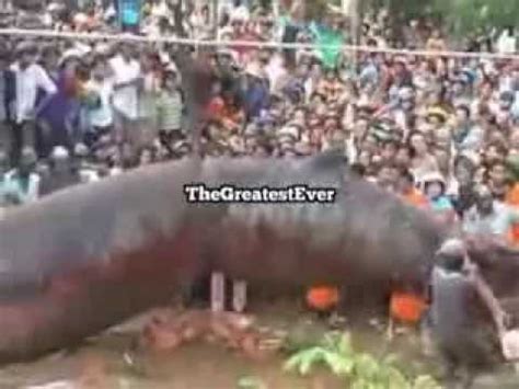 The World's Biggest/Largest Worm (or a snake) - YouTube