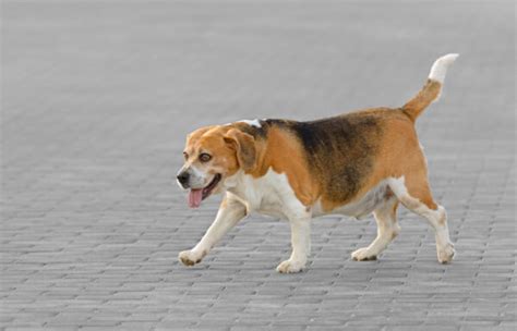 Beagles as Hunting Dogs: 10 Pros and Limitations to Know - A-Z Animals