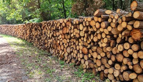 Premium Photo Timber Storage Tree Log Stack Firewood Stock In Forest