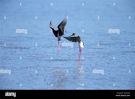 Black Winged Stilt Himantopus Himantopus Two Fighting Black Winged