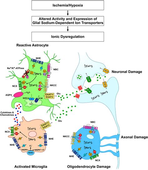 Schematic Representation Of The Na Dependent Transporters Involved In