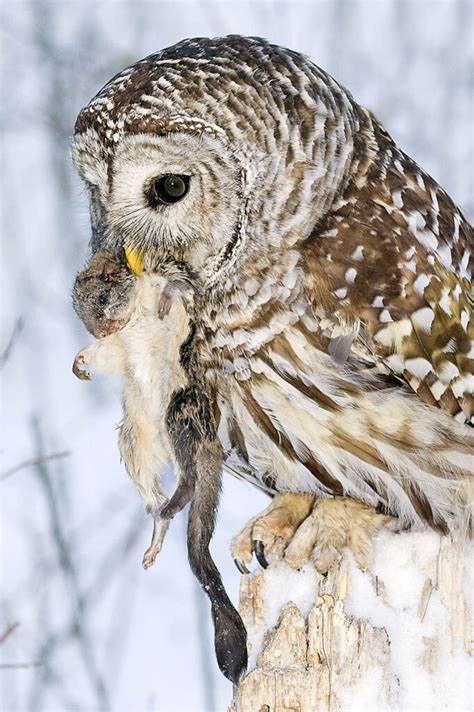 Barred Owls Photonews Magazine