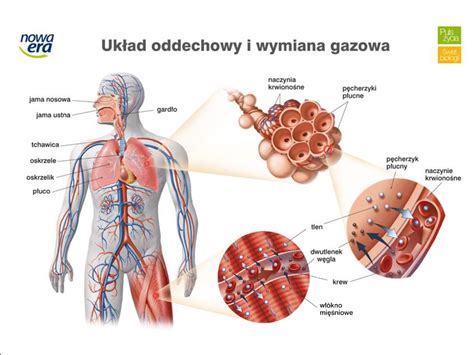 TOPIC BUDOWA I FUNKCJONOWANIE UKŁADU ODDECHOWEGO ppt pobierz