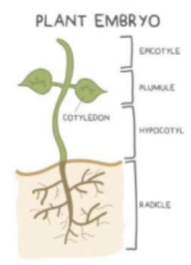 Dat Biology Ch Plants Flashcards Quizlet