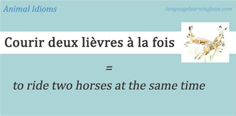 20 Amazing Animal Idioms in French - learn French,idioms,french,animals