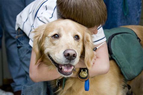 Therapy Dogs And Animal Assisted Therapy