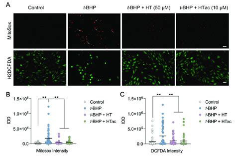 The Effects Of Htac And Ht On Cell Survival Arpe Cells Were