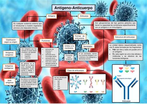 Antigeno anticuerpo Cinthia Martínez uDocz