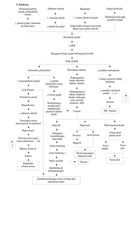 Pathway Chronical Kidney Disease Glomerulonefritis Kronik