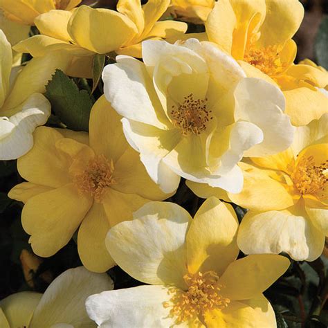 Rose Sunny Knock Out® | K. van Bourgondien - Wholesale Flower Bulbs and Perennials