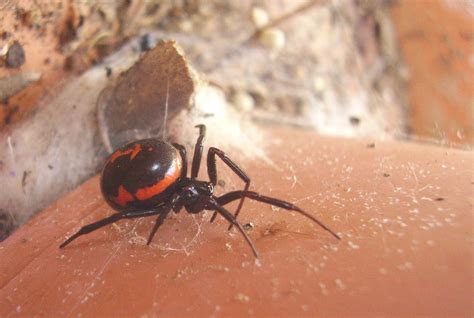 Steatoda Paykulliana