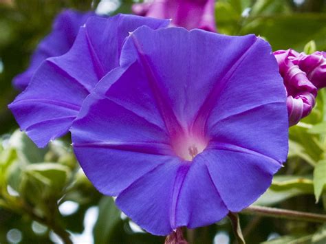 Purple Morning Glory