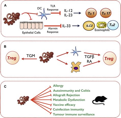 Immune System Parasite Interactions During Helminth Infections A