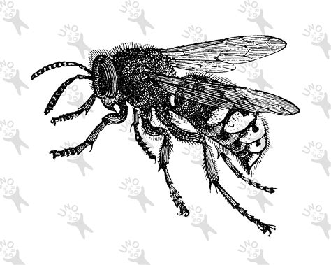 Vintage Bee Illustration