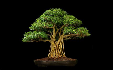 Bonsai Tree Wallpapers - Wallpaper Cave