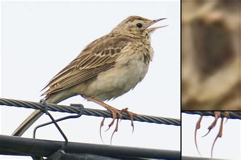 Richards Pipit Identification Shanghai Birding 上海观鸟