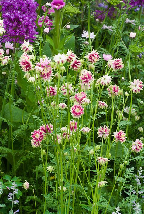 Aquilegia ‘nora Barlow Plant And Flower Stock Photography