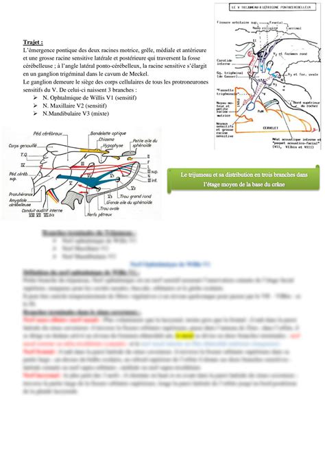 SOLUTION Anatomie Des Nerfs Craniens Partie 3 Studypool