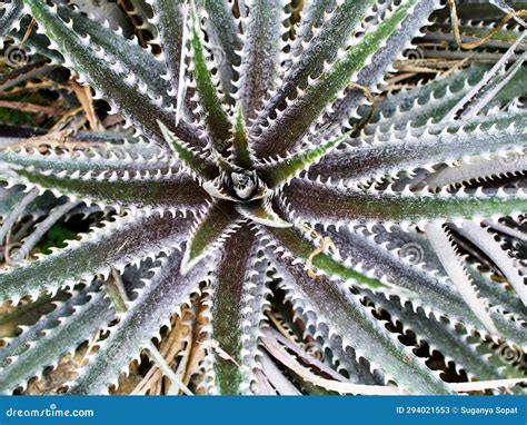 Dyckia Dawsonii Stock Photos Free And Royalty Free Stock Photos From