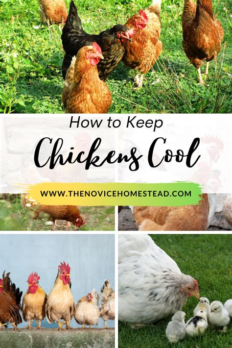 How To Keep Chickens Cool In The Heat The Novice Homestead