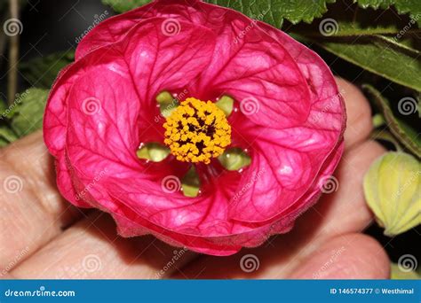 Abutilon X Hybridum Flowering Maple Chinese Lantern Stock Image