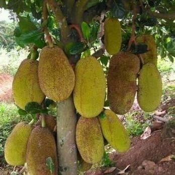 Jual Bibit Nangka Madu Tanaman Nangka Madu Shopee Indonesia