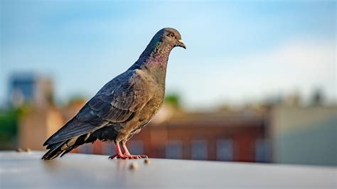 How To Get Rid Of Pigeons An In Depth Guide To Pigeon Control Bird