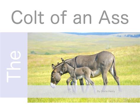 The Colt Of An Ass By Temple Of Jesus Issuu