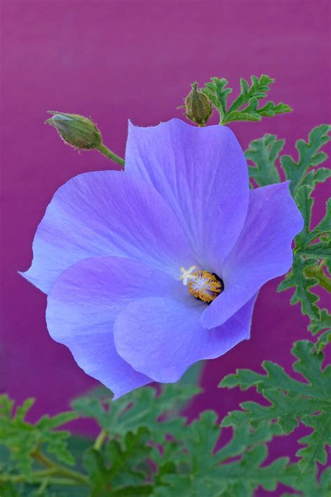 Blue Hibiscus Alogyne Huegelii In The Center For Desert Living Trail