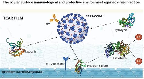 Frontiers Sars Cov 2 And Ocular Surface From Physiology To Pathology