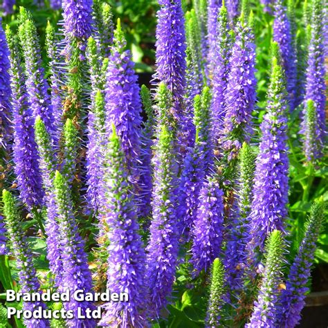 Veronica spicata 'Ulster Dwarf Blue' | Dobies