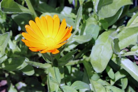 Bermondsey Flowers Plants London Free Photo On Pixabay Pixabay