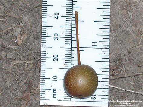 Louisiana Plant ID | Pyrus calleryana (Bradford pear)