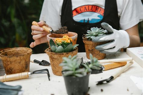 8 Consejos Esenciales Para Cuidar De Tus Plantas Plantas Y Deco